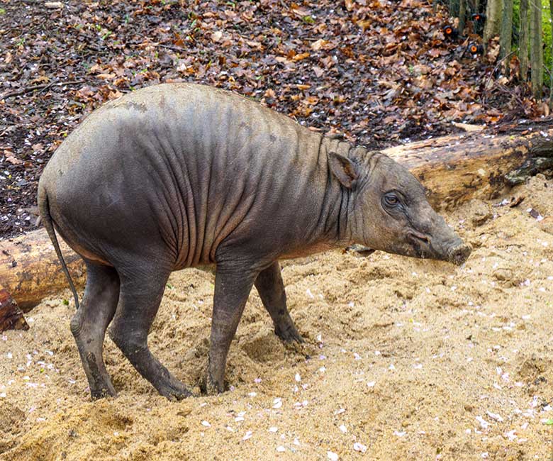 Männliches Hirscheber-Jungtier PALU am 6. April 2021 auf der oberen Außenanlage im Zoologischen Garten Wuppertal