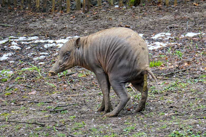 Männliches Hirscheber-Jungtier PALU am 6. April 2021 auf der oberen Außenanlage im Wuppertaler Zoo