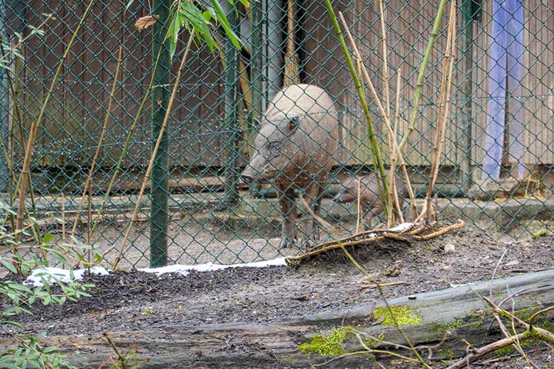 Hirscheber-Mutter YALA mit dem männlichen Hirscheber-Ferkel KEDUA am 6. April 2021 im Vorgehege am Stallgebäude im Zoo Wuppertal