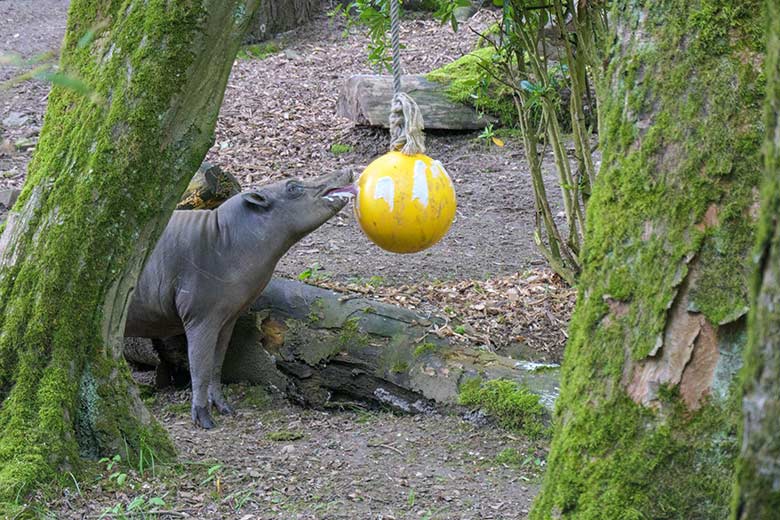 Weiblicher Hirscheber FRANZI am 24. Mai 2021 auf der Außenanlage im Zoo Wuppertal