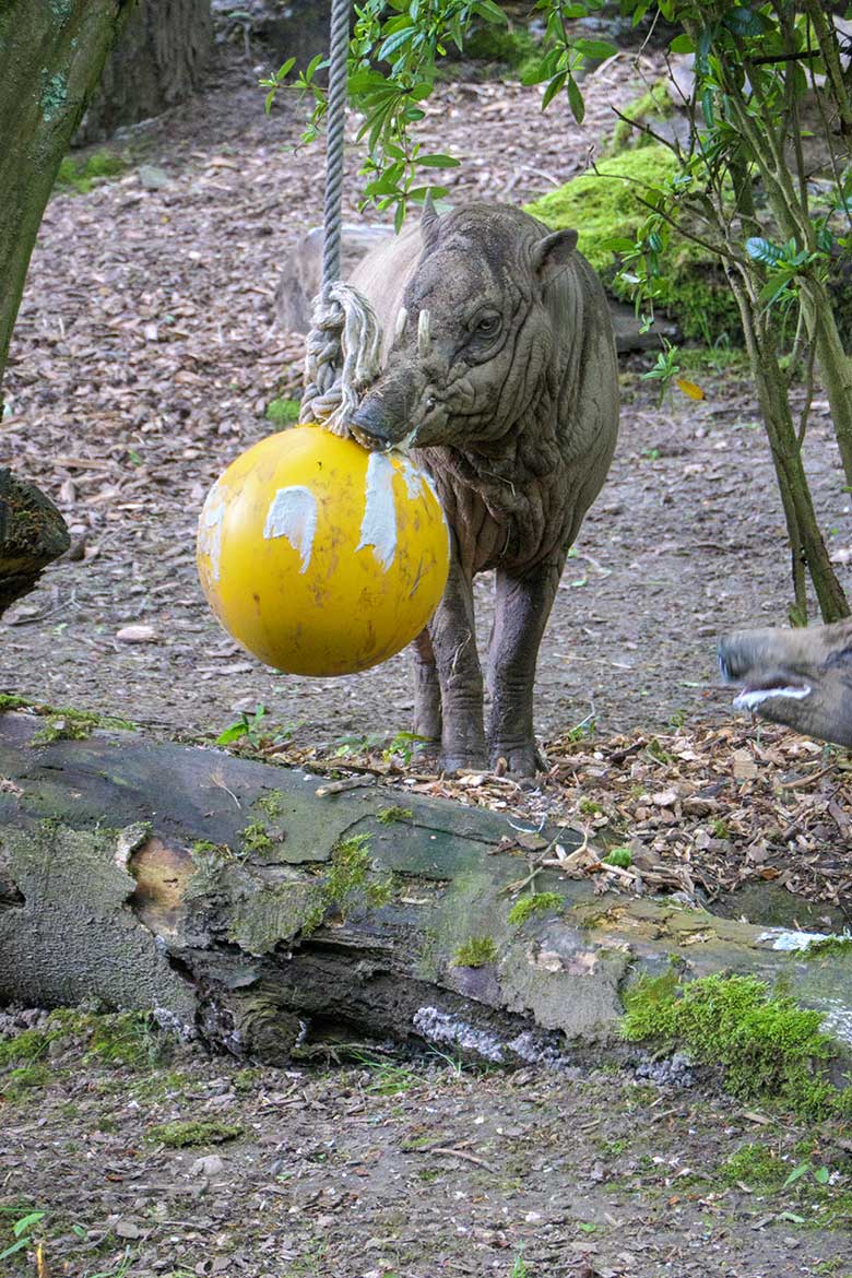 Männlicher Hirscheber MASAMBA (Manni) am 24. Mai 2021 auf der Außenanlage im Wuppertaler Zoo