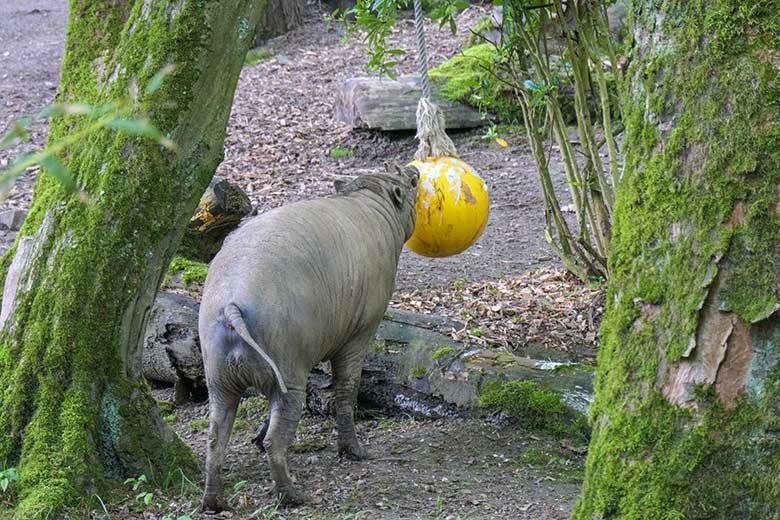 Männlicher Hirscheber MASAMBA (Manni) am 24. Mai 2021 auf der Außenanlage im Zoologischen Garten der Stadt Wuppertal