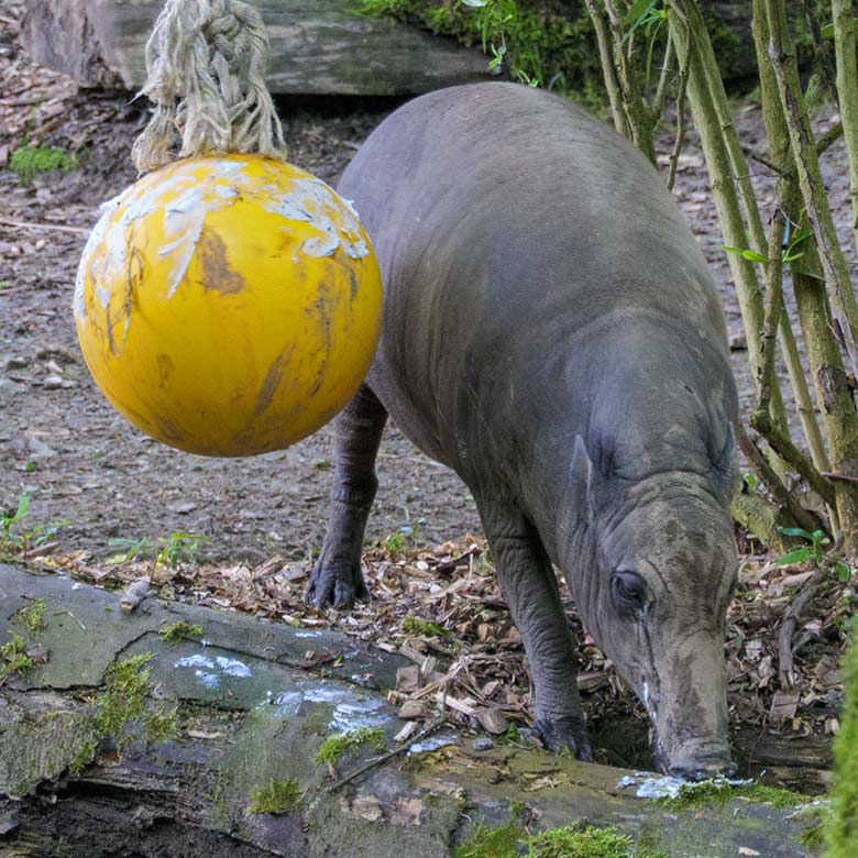 Weiblicher Hirscheber FRANZI am 24. Mai 2021 auf der Außenanlage im Zoologischen Garten Wuppertal