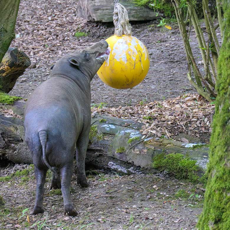 Weiblicher Hirscheber FRANZI am 24. Mai 2021 auf der Außenanlage im Grünen Zoo Wuppertal