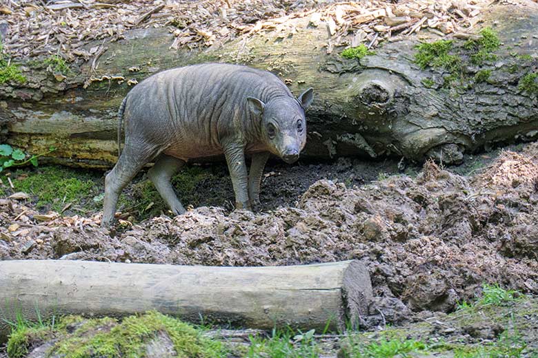 Hirscheber-Jungtier KEDUA am 31. Mai 2021 auf der oberen Außenanlage im Zoo Wuppertal