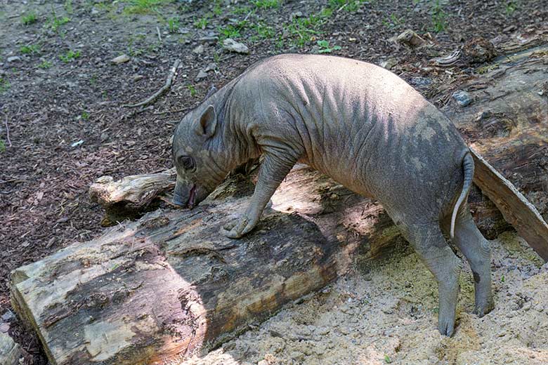 Hirscheber-Jungtier KEDUA am 31. Mai 2021 auf der oberen Außenanlage im Wuppertaler Zoo