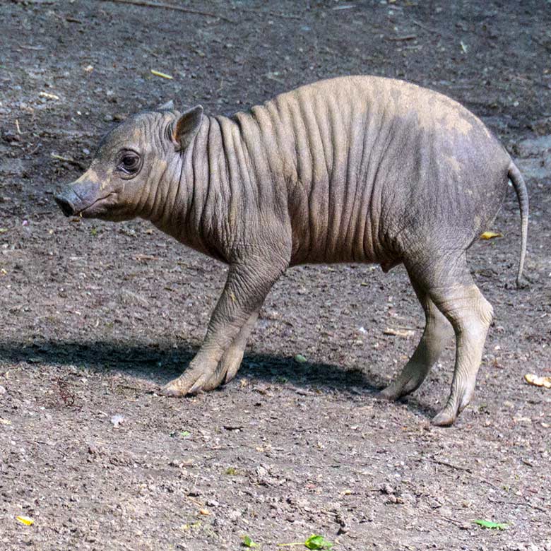 Hirscheber-Jungtier KEDUA am 31. Mai 2021 auf der oberen Außenanlage im Zoologischen Garten Wuppertal