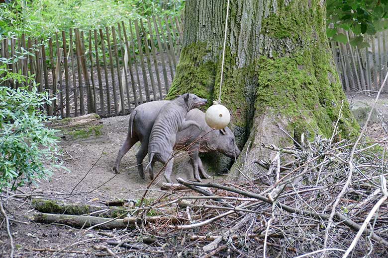 Hirscheber-Jungtier KEDUA mit seiner Hirscheber-Mutter YALA am 12. Juli 2021 auf der oberen Außenanlage im Grünen Zoo Wuppertal