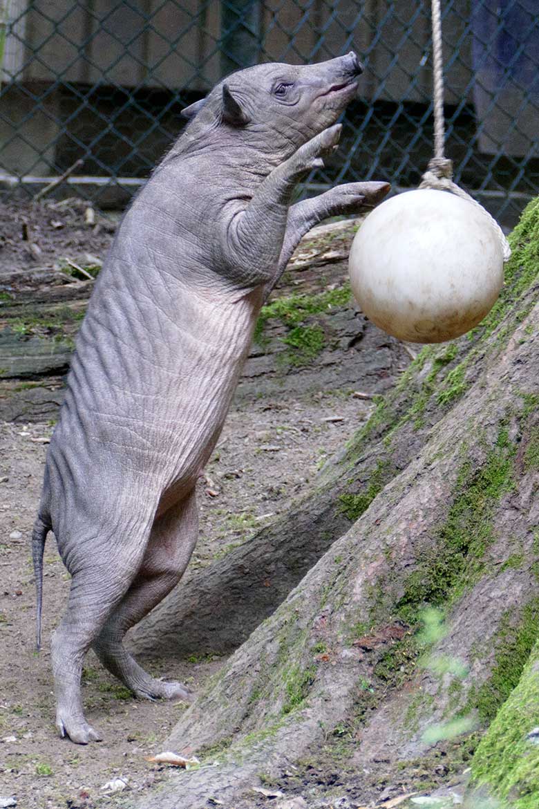 Hirscheber-Jungtier KEDUA mit Ball am 12. Juli 2021 auf der oberen Außenanlage im Zoologischen Garten Wuppertal