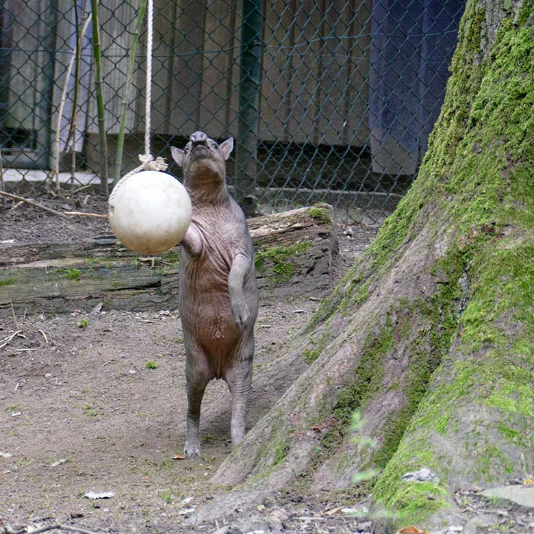 Hirscheber-Jungtier KEDUA mit Ball am 12. Juli 2021 auf der oberen Außenanlage im Wuppertaler Zoo