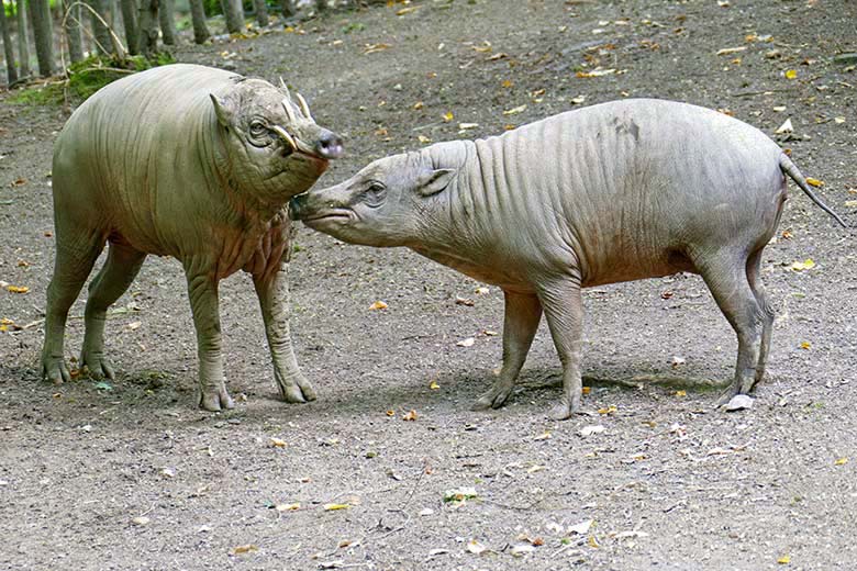 Hirscheber MANNI und YALA am 12. August 2021 auf der oberen Außenanlage im Grünen Zoo Wuppertal