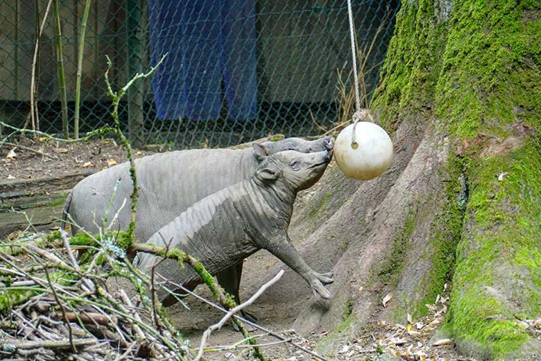 Hirscheber Jungtier KEDUA und Weibchen FRANZI am 12. August 2021 auf der oberen Außenanlage im Zoologischen Garten der Stadt Wuppertal