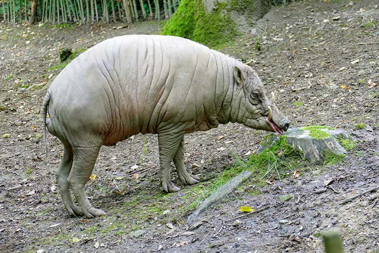 Hirscheber MANNI (MASAMBA) am 12. August 2021 auf der oberen Außenanlage im Zoo Wuppertal