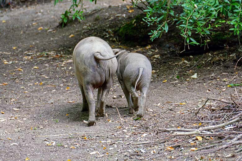 Hirscheber FRANZI und KEDUA am 12. August 2021 auf der oberen Außenanlage im Wuppertaler Zoo