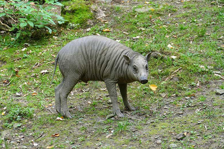 Männliches Hirscheber-Jungtier KEDUA am 12. August 2021 auf der oberen Außenanlage im Zoologischen Garten Wuppertal