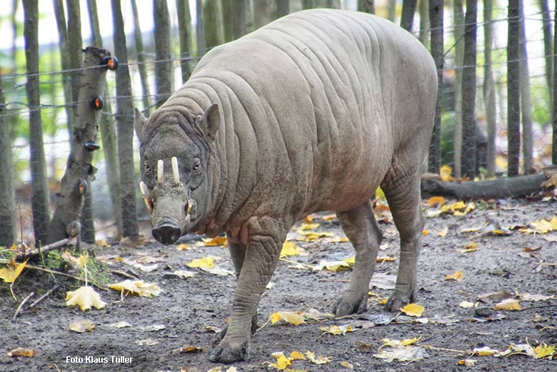 Männlicher Hirscheber MASAMBA (MANNI) am 14. Oktober 2021 auf der Außenanlage im Grünen Zoo Wuppertal (Foto Klaus Tüller)