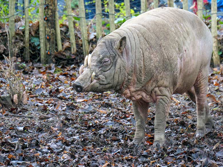 Männlicher Hirscheber MANNI (MASAMBA) am 31. Dezember 2021 auf der Außenanlage im Zoologischen Garten der Stadt Wuppertal