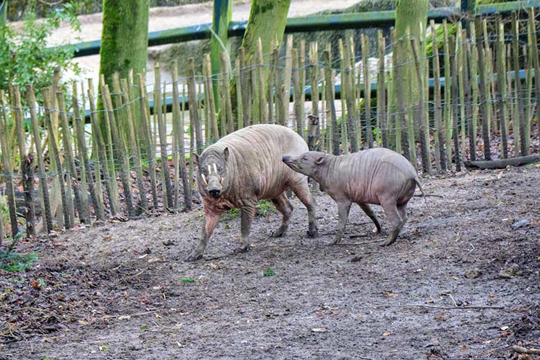 Männlicher Hirscheber MANNI und männliches Hirscheber-Jungtier KEDUA am 31. Dezember 2021 auf der Außenanlage im Zoo Wuppertal