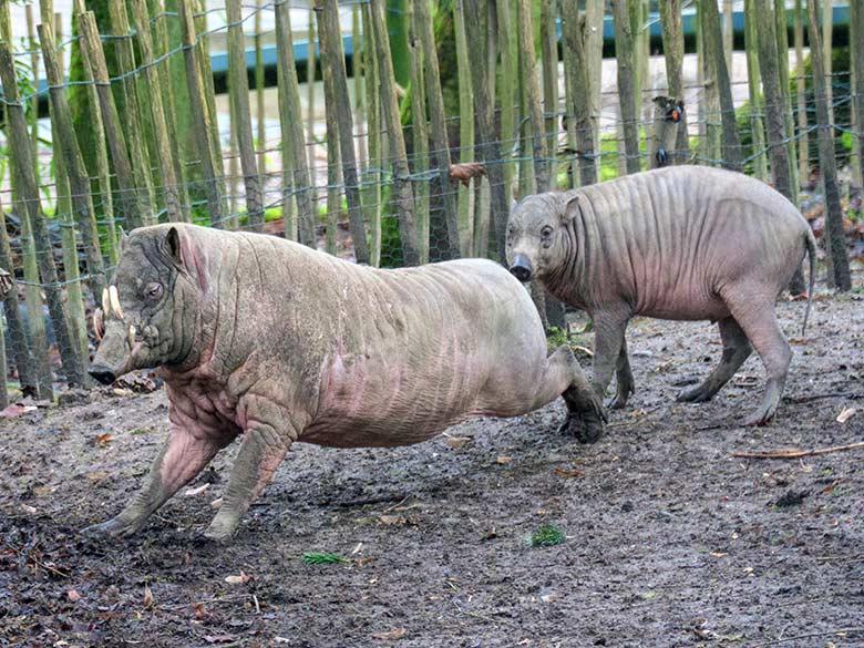 Männlicher Hirscheber MANNI und männliches Hirscheber-Jungtier KEDUA am 31. Dezember 2021 auf der Außenanlage im Wuppertaler Zoo