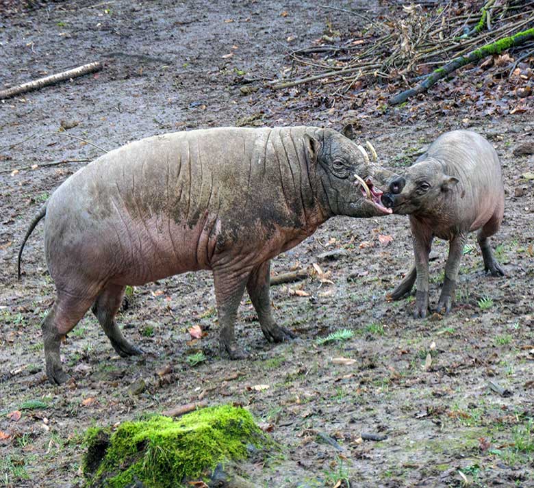 Männlicher Hirscheber MANNI und männliches Hirscheber-Jungtier KEDUA am 31. Dezember 2021 auf der Außenanlage im Zoo Wuppertal