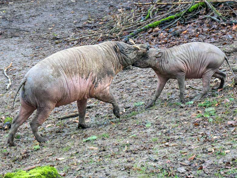 Männlicher Hirscheber MANNI und männliches Hirscheber-Jungtier KEDUA am 31. Dezember 2021 auf der Außenanlage im Wuppertaler Zoo