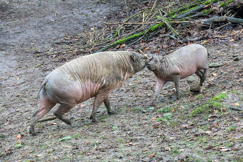 Männlicher Hirscheber MANNI und männliches Hirscheber-Jungtier KEDUA am 31. Dezember 2021 auf der Außenanlage im Grünen Zoo Wuppertal