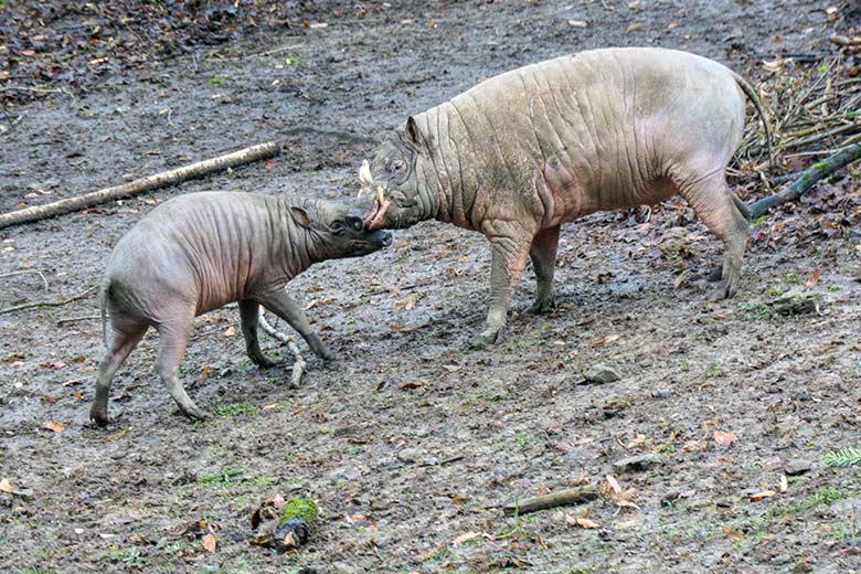 Männliches Hirscheber-Jungtier KEDUA und männlicher Hirscheber MANNI am 31. Dezember 2021 auf der Außenanlage im Zoologischen Garten der Stadt Wuppertal