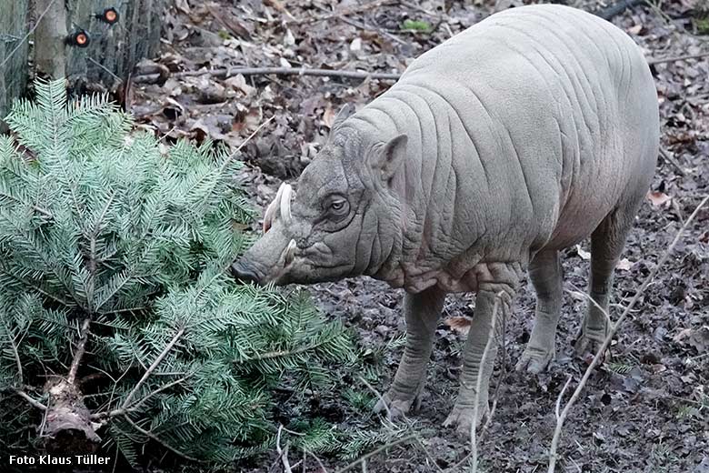 Männlicher Hirscheber MASAMBA (MANNI) am 1. Januar 2022 auf der oberen Außenanlage im Grünen Zoo Wuppertal (Foto Klaus Tüller)