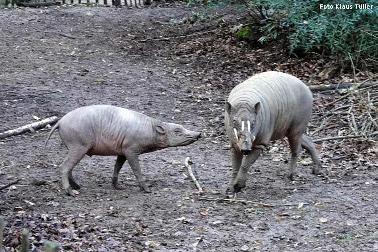 Männliches Hirscheber Jungtier KEDUA mit seinem Hirscheber-Vater MASAMBA (MANNI) am 2. Januar 2022 auf der oberen Außenanlage im Grünen Zoo Wuppertal (Foto Klaus Tüller)