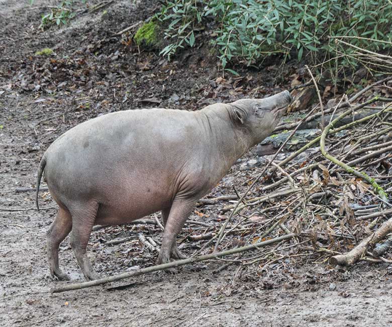 Tragender weiblicher Hirscheber YALA am 23. Januar 2022 auf der oberen Außenanlage im Grünen Zoo Wuppertal