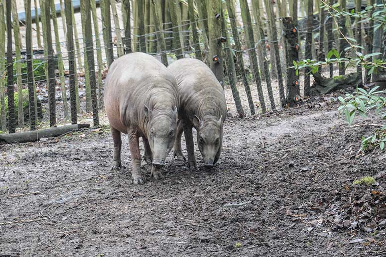 Tragender weiblicher Hirscheber YALA und das männliche Hirscheber Jungtier KEDUA am 23. Januar 2022 auf der oberen Außenanlage im Zoo Wuppertal