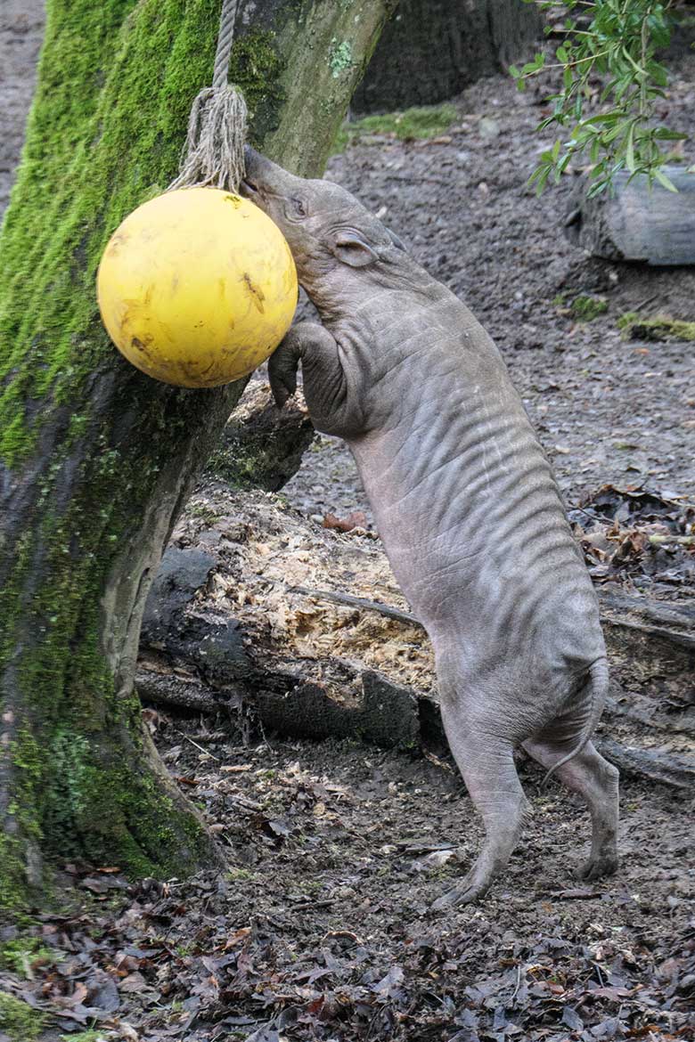 Männliches Hirscheber-Jungtier KEDUA am 28. Januar 2022 auf der unteren Außenanlage imZoologischen Garten der Stadt Wuppertal