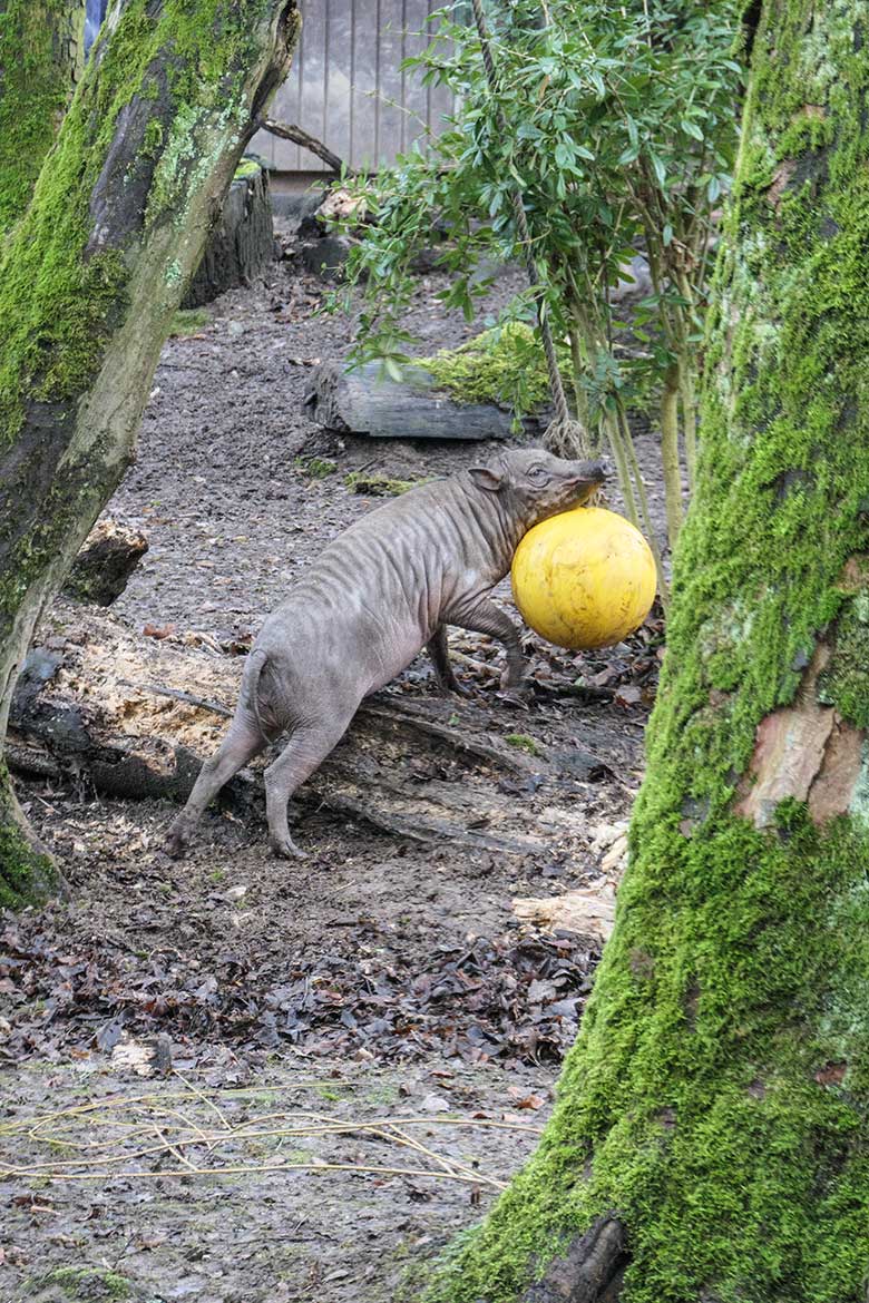 Männliches Hirscheber-Jungtier KEDUA am 28. Januar 2022 auf der unteren Außenanlage im Zoo Wuppertal