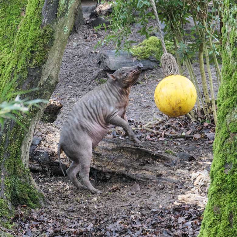 Männliches Hirscheber-Jungtier KEDUA am 28. Januar 2022 auf der unteren Außenanlage im Wuppertaler Zoo Wuppertal