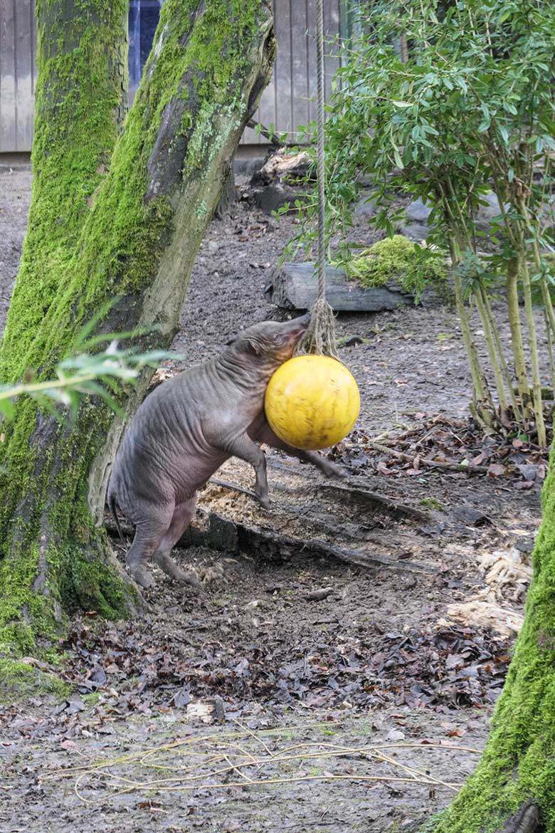 Männliches Hirscheber-Jungtier KEDUA am 28. Januar 2022 auf der unteren Außenanlage im Zoologischen Garten Wuppertal