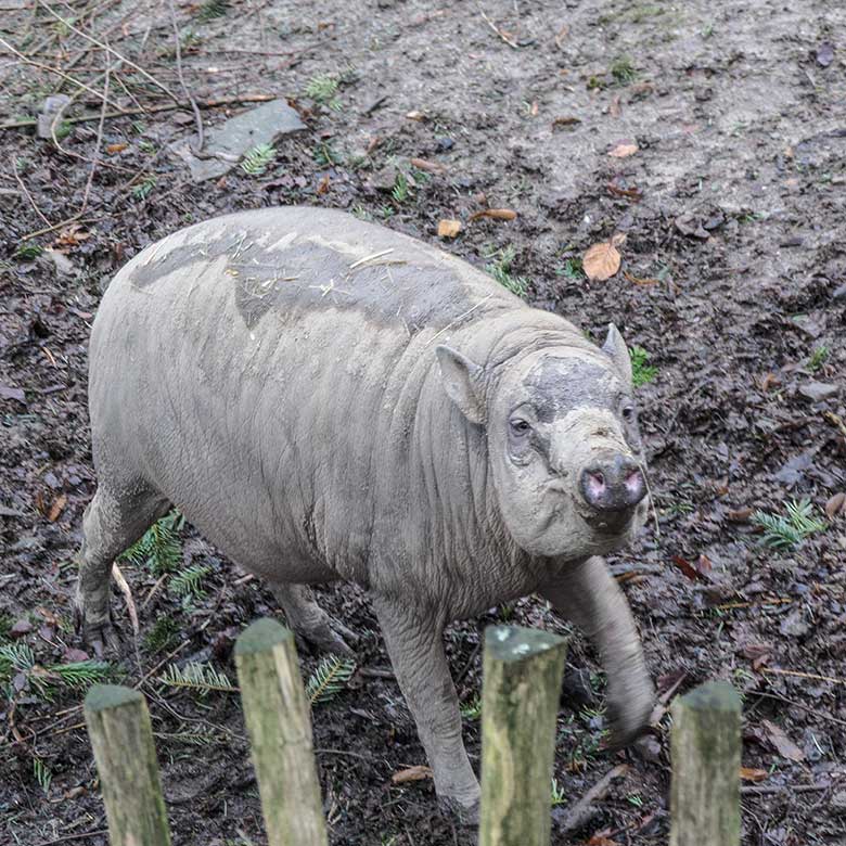 Tragender weiblicher Hirscheber YALA am 2. Februar 2022 auf der oberen Außenanlage im Grünen Zoo Wuppertal