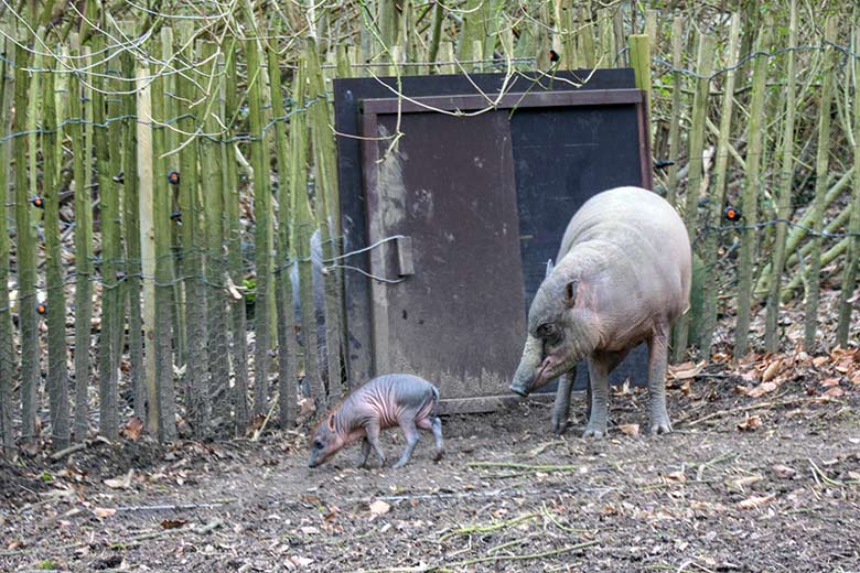 Weibliches Hirscheber-Jungtier DUA HATI mit seiner Hirscheber-Mutter YALA am 1. März 2022 auf der oberen Außenanlage im Zoologischen Garten Wuppertal