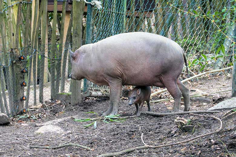 Weibliches Hirscheber-Jungtier DUA HATI mit seiner Hirscheber-Mutter YALA am 1. März 2022 auf der oberen Außenanlage im Zoo Wuppertal