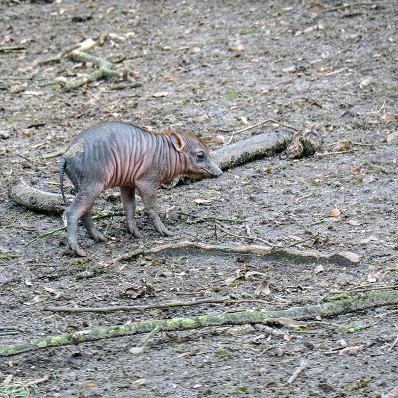 Weibliches Hirscheber-Jungtier DUA HATI am 1. März 2022 auf der oberen Außenanlage im Grünen Zoo Wuppertal