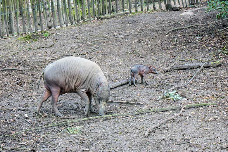 Weiblicher Hirscheber YALA mit dem weiblichen Hirscheber-Jungtier DUA HATI am 1. März 2022 auf der oberen Außenanlage im Zoologischen Garten der Stadt Wuppertal