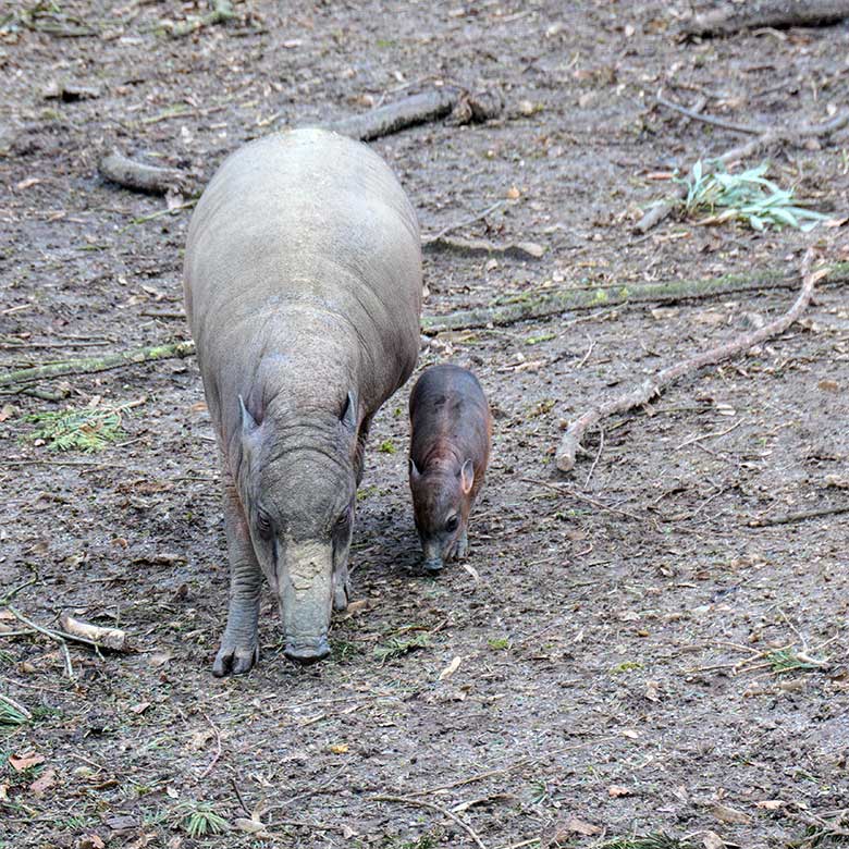 Weiblicher Hirscheber YALA mit dem weiblichen Hirscheber-Jungtier DUA HATI am 1. März 2022 auf der oberen Außenanlage im Zoo Wuppertal