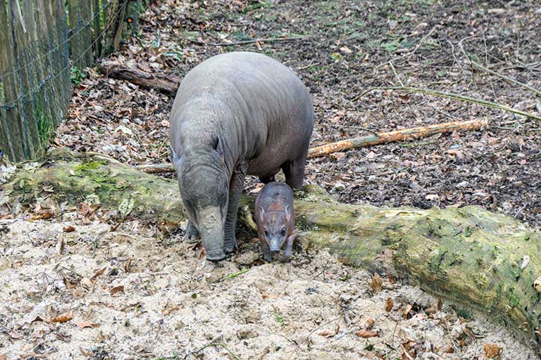 Weiblicher Hirscheber YALA mit dem weiblichen Hirscheber-Jungtier DUA HATI am 1. März 2022 auf der oberen Außenanlage im Grünen Zoo Wuppertal