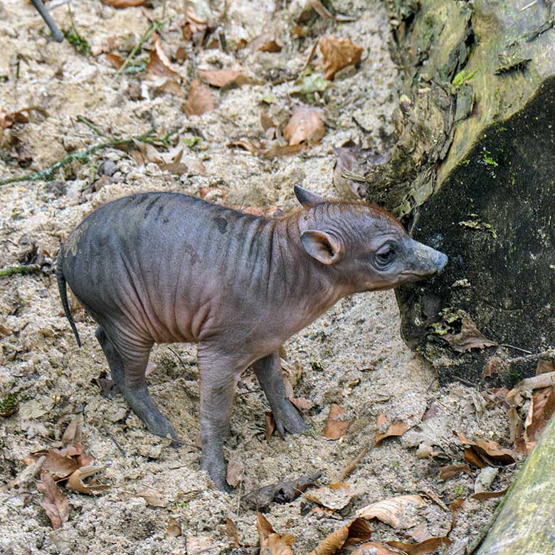 Weibliches Hirscheber-Ferkel DUA HATI am 1. März 2022 auf der oberen Außenanlage im Wuppertaler Zoo