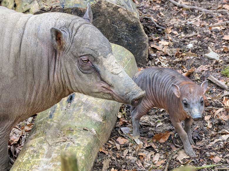 Weiblicher Hirscheber YALA mit dem weiblichen Hirscheber-Jungtier DUA HATI am 1. März 2022 auf der oberen Außenanlage im Grünen Zoo Wuppertal