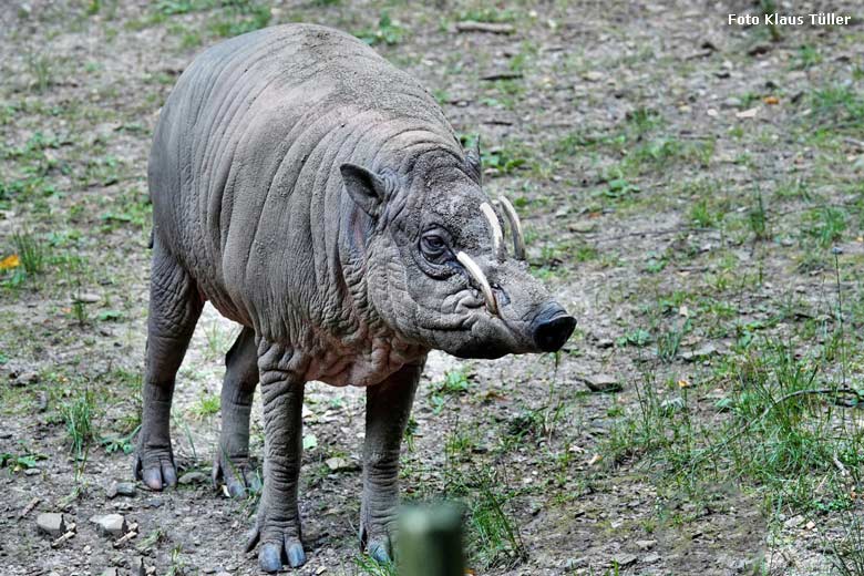 Männlicher Hirscheber MASAMBA (auch MANNI genannt) am 3. Juli 2022 auf der unteren Außenanlage im Zoo Wuppertal (Foto Klaus Tüller)