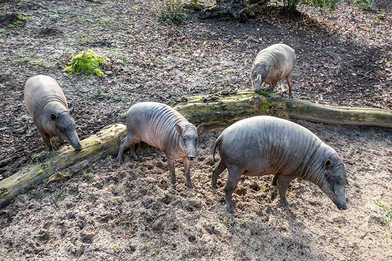 Die kleine Hirscheber-Rotte am 18. März 2023 auf der oberen Außenanlage im Zoologischen Garten Wuppertal