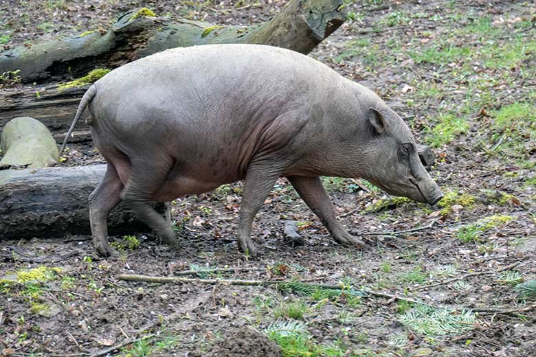 Hochträchtige Hirscheber-Sau YALA am 25. März 2023 auf der oberen Außenanlage im Grünen Zoo Wuppertal