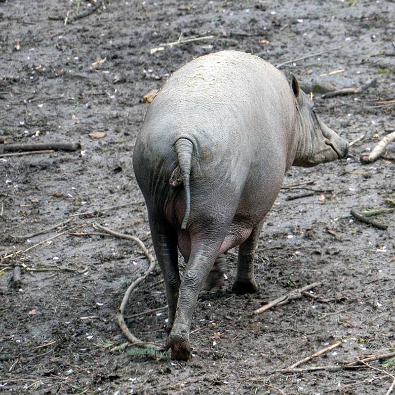 Hochträchtige Hirscheber-Sau YALA am 25. März 2023 auf der oberen Außenanlage im Wuppertaler Zoo