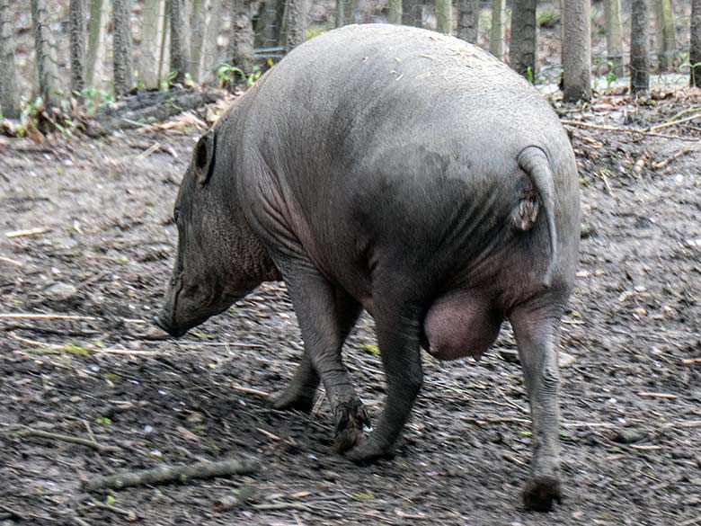 Hochträchtige Hirscheber-Sau YALA am 25. März 2023 auf der oberen Außenanlage im Zoo Wuppertal