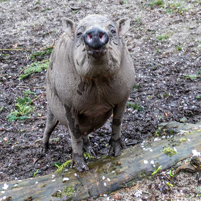 Hochträchtige Hirscheber-Sau YALA am 26. März 2023 auf der oberen Außenanlage im Zoologischen Garten der Stadt Wuppertal